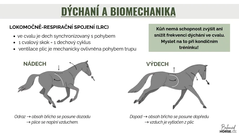 Náhled kurz Dech u koní – dýchání a biomechanika