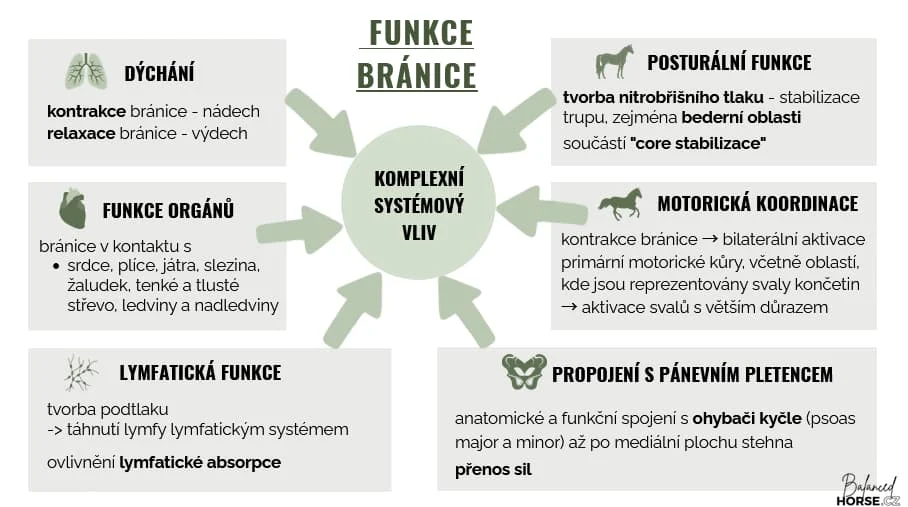 Náhled kurz Dech u koní – funkce bránice