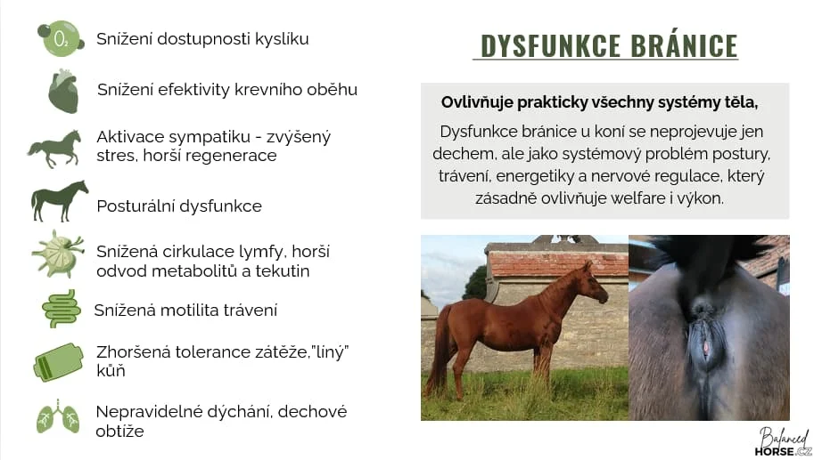 Náhled kurz Dech u koní – Dysfunkce bránice