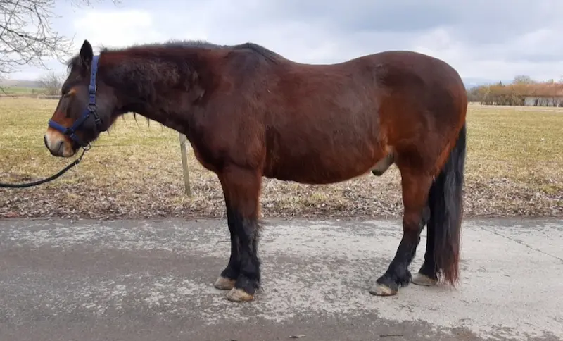 Kůň 4 po terapii