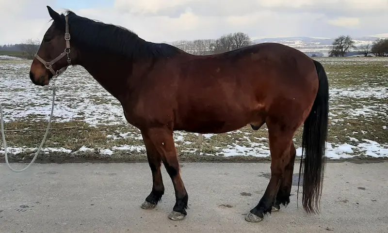 Kůň 6 před terapií