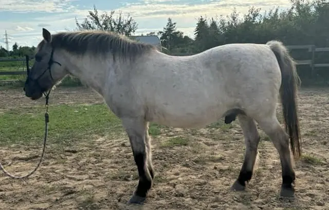 Timur po terapii