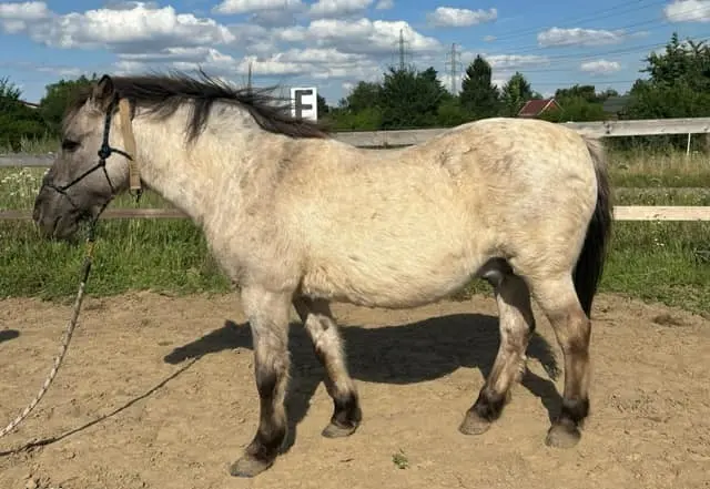 Timur před terapií