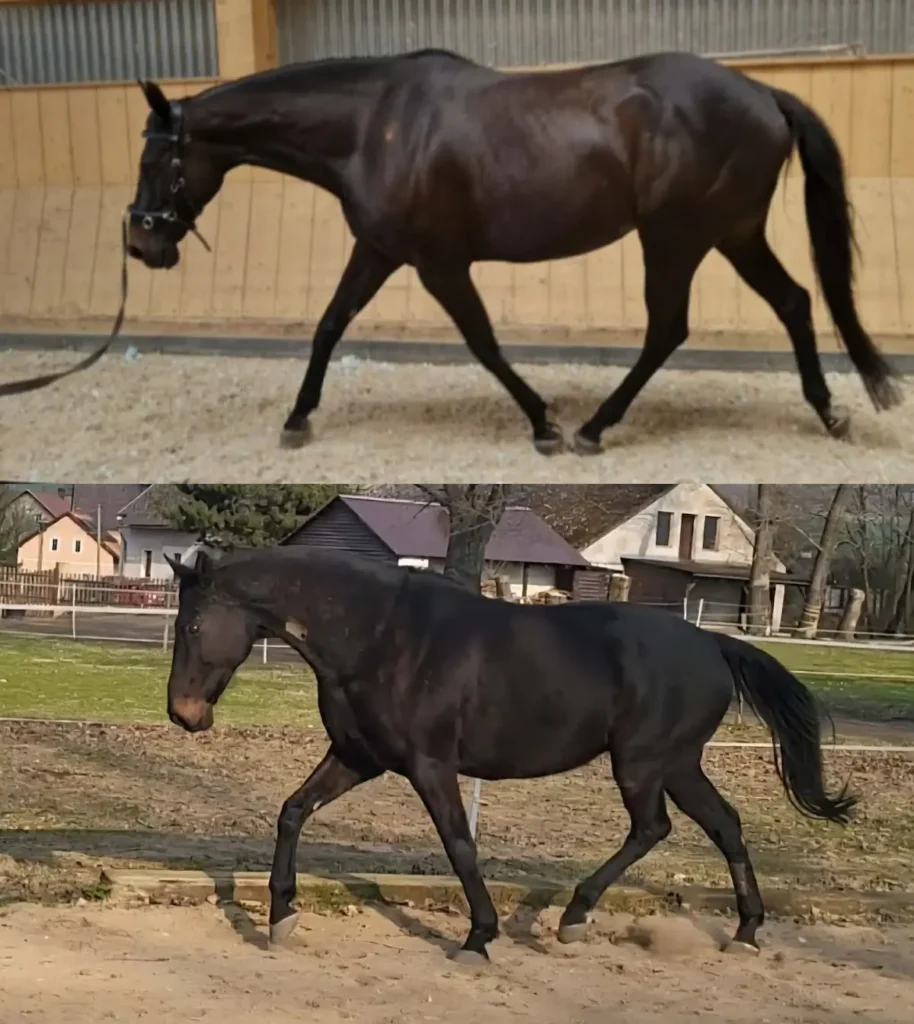 kůň valda v běhu před a po zaměření na dech